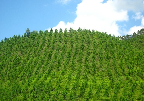 bjl官网登录天然气散布式能源利用效能达70%